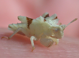 Phymata Ambush Bugs